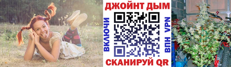 Конопля гибрид  Шенкурск 
